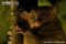 wild-horsfields-tarsier-on-branch