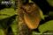 wild-horsfields-tarsier-on-tree-trunk-at-night