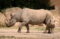 diceros-bicornis-michaeli-eastern-black-rhinoceros