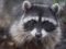 portrait-of-raccoonsan-francisco