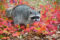 raccoon-in-autumn-foliage