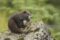 marmota-vancouverensis