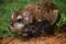 eastern-tree-hyrax-with-newborn-baby