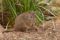 long-nosed-potoroo