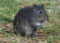 long-nosed-potoroo