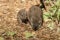 long-nosed-potoroo-mother-and-baby-at-night