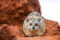 southern-tree-hyrax-pup-on-a-termite-mound