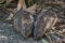 two-long-nosed-potoroos-feeding-on-a-path