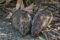 two-long-nosed-potoroos-feeding-on-a-path