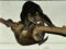 celebus-brown-cuscus