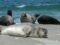 eastern-atlantic-harbor-seal