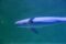 finless