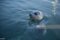 harbor-seal-in-water-canada