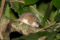 malabar-spiny-dormouse