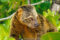 sulawesi-bear-cuscus