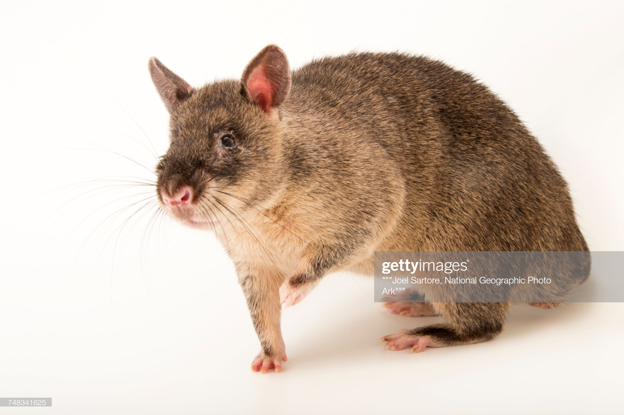 Cricetomys gambianus. Гамбийская хомяковая крыса. Гамбийская хомяковая крыса (Cricetomys gambianus). Африканские хомяковые крысы. Гималайская хомяковая крыса.