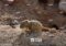 great-gerbil-rhombomys-opimus-adult-carrying-young-in-mouth-moving-to-new-nest-kazakhstan-june