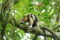 northern-tamandua-