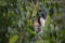 northern-tamandua-climbing-down-a-tree-costa-rica