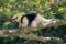 northern-tamandua-in-the-rainforest-costa-rica