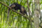 northern-tamandua-in-tree-panama