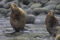 bulls-displaying-pribilof-islands-alaska