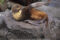 female-raising-front-flipper-to-cool-herself-saint-paul-island-pribilof-islands-alaska