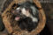 eastern-spotted-skunk-in-defensive-posture