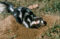 eastern-spotted-skunk-digging