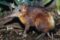 golden-rumped-elephant-shrew