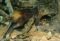 golden-rumped-elephant-shrew-sokoke-forestwatamukenya