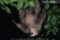 hoffmanns-two-toed-sloth-defensive-threat-display-while-hanging-upside-down-in-tree