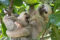hoffmanns-two-toed-sloth-mother-and-two-month-old-baby