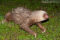hoffmanns-two-toed-sloth-on-ground-at-night