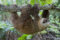 hoffmanns-two-toed-sloth-six-month-old-orphan-in-tree