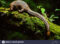 long-tailed-pangolin