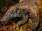 long-tailed-pangolin-portrait