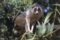 red-slender-loris