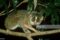 loris-tardigradus-south-india