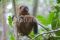 golden-bamboo-lemur-ranomafana-national-park-madagascar
