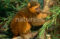 golden-bamboo-lemur