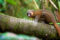 golden-bamboo-lemur-on-branch