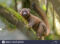 golden-bamboo-lemur