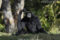 siamang