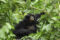 siamang-in-rainforest-canopy-sumatra-indonesia