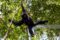 siamang-hanging-from-a-branch