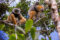 propithecus-diadema-pair