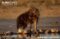 brown-hyaena