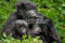 mountain-gorilla-gorilla-beringei-beringei-mother-and-baby-rwanda