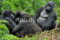mountain-gorilla-gorilla-beringei-family-sitting-in-group